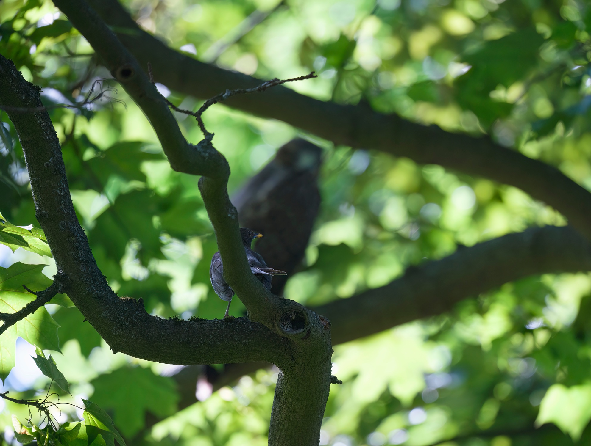Amsel vorm Bussard